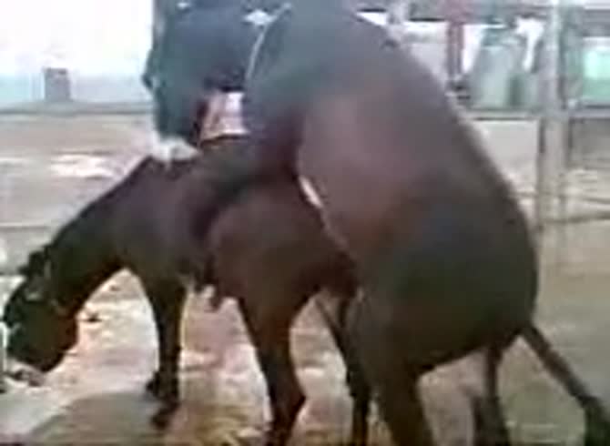 Video :Animal porno of horses having sex